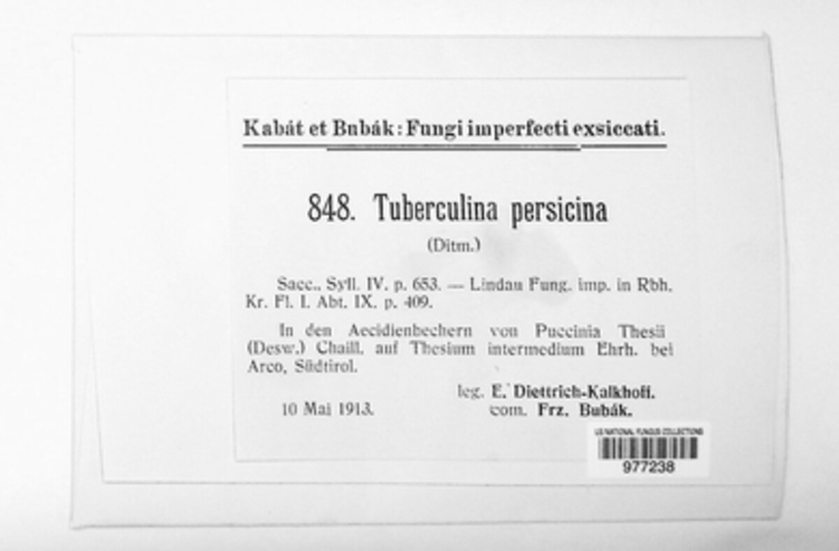 Helicobasidiaceae image
